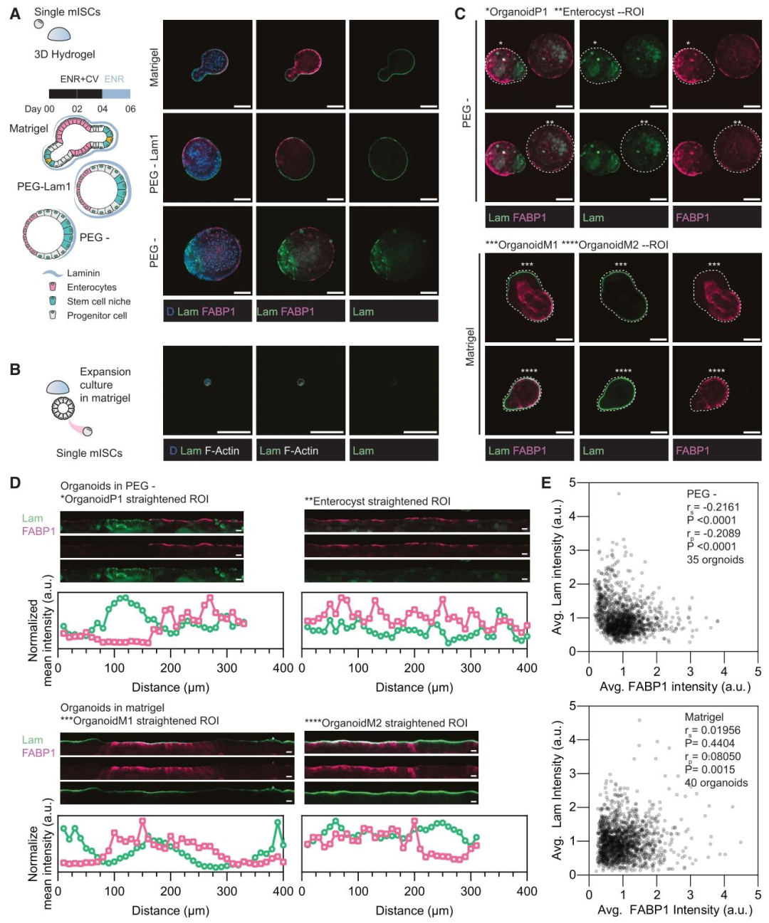 图 2：层粘连蛋白在类器官中的空间分布