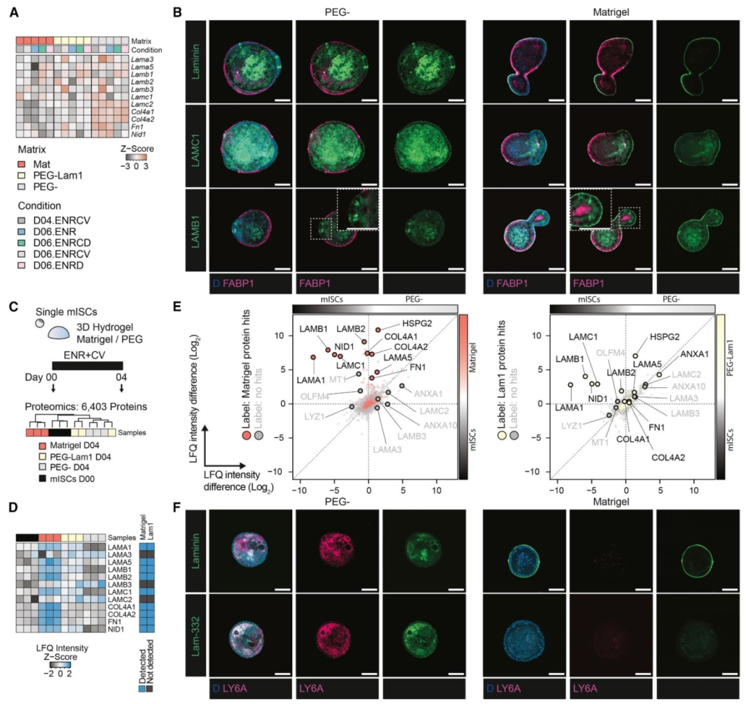 图 3：内源性层粘连蛋白链的鉴定