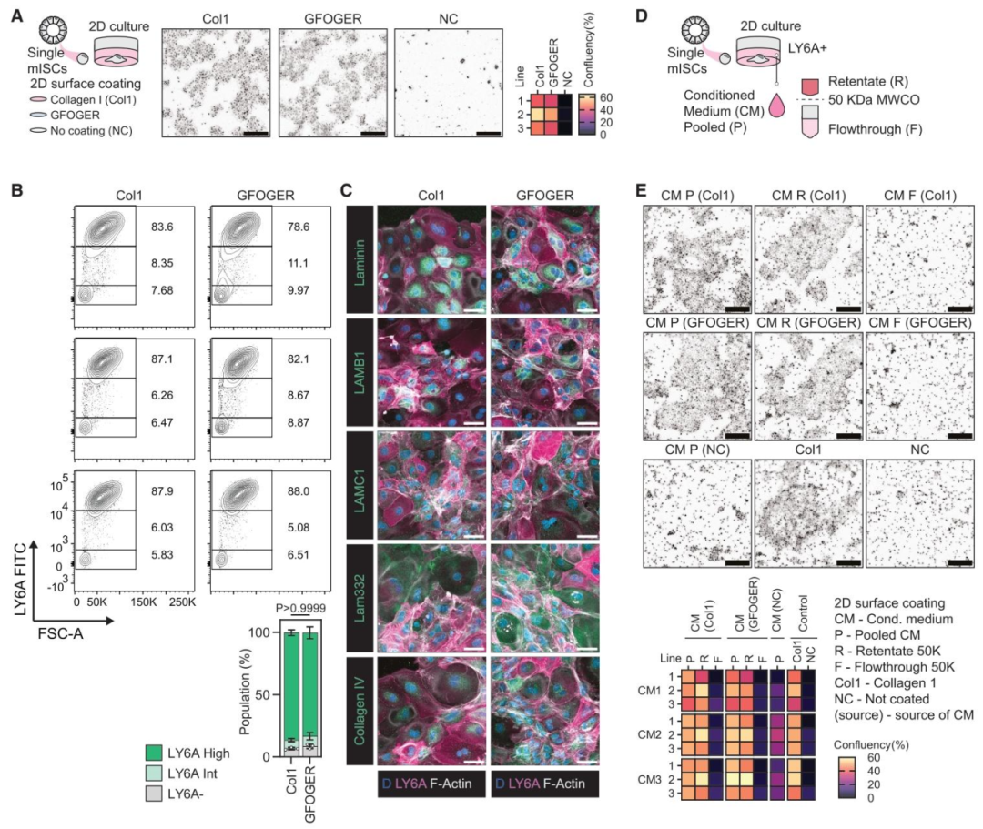 图 4：再生细胞分泌 ECM 的功能验证