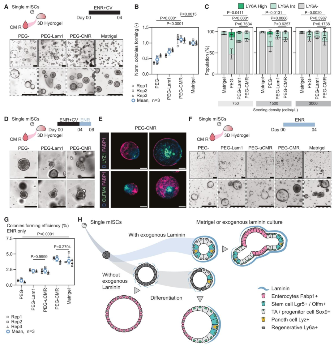 图 5：分泌 ECM 替代外源性 Lam-1 的效果