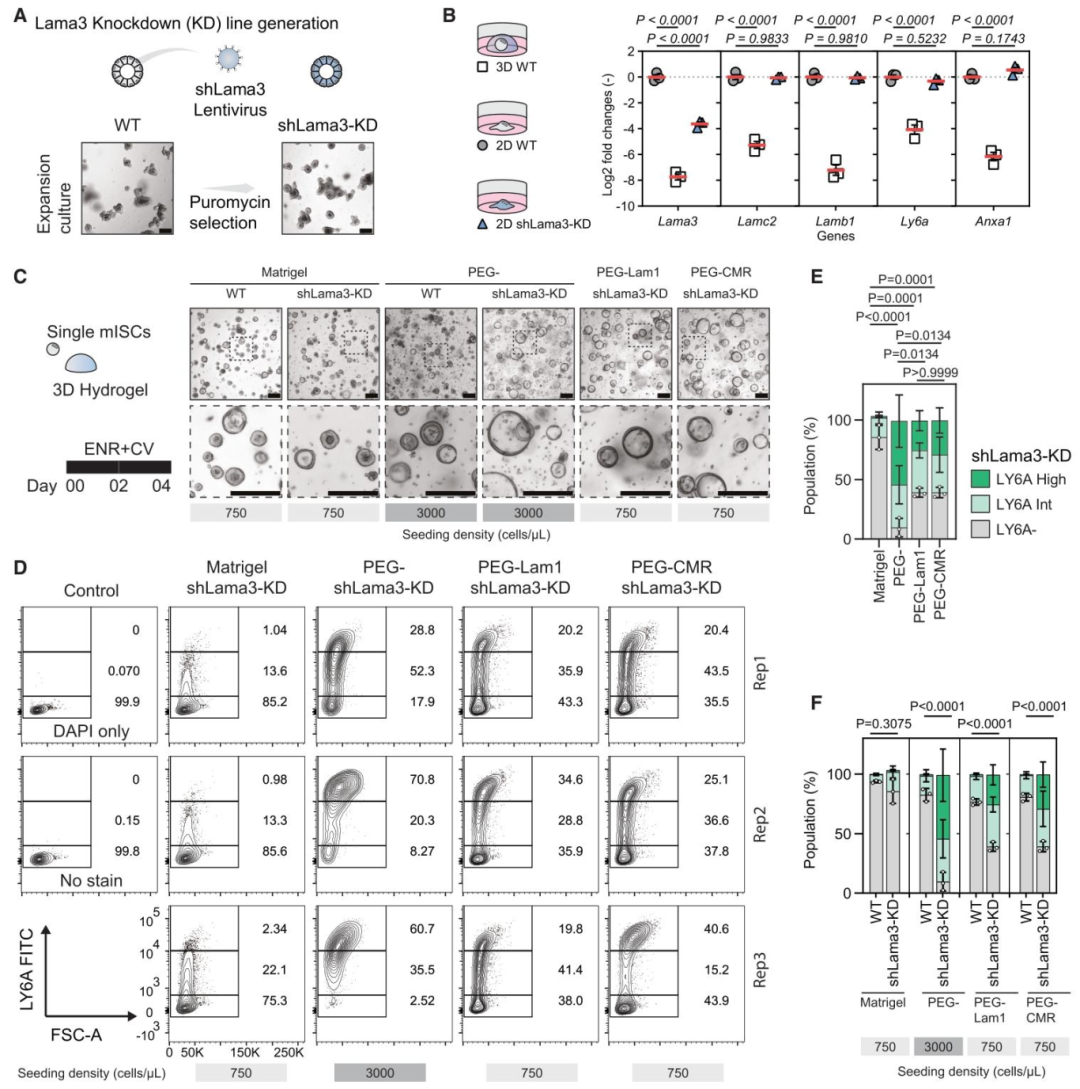 图 6：Lama3 敲低对类器官发育的影响