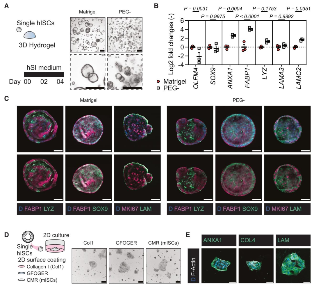 图 7：人类小肠类器官在 PEG 水凝胶中的表现