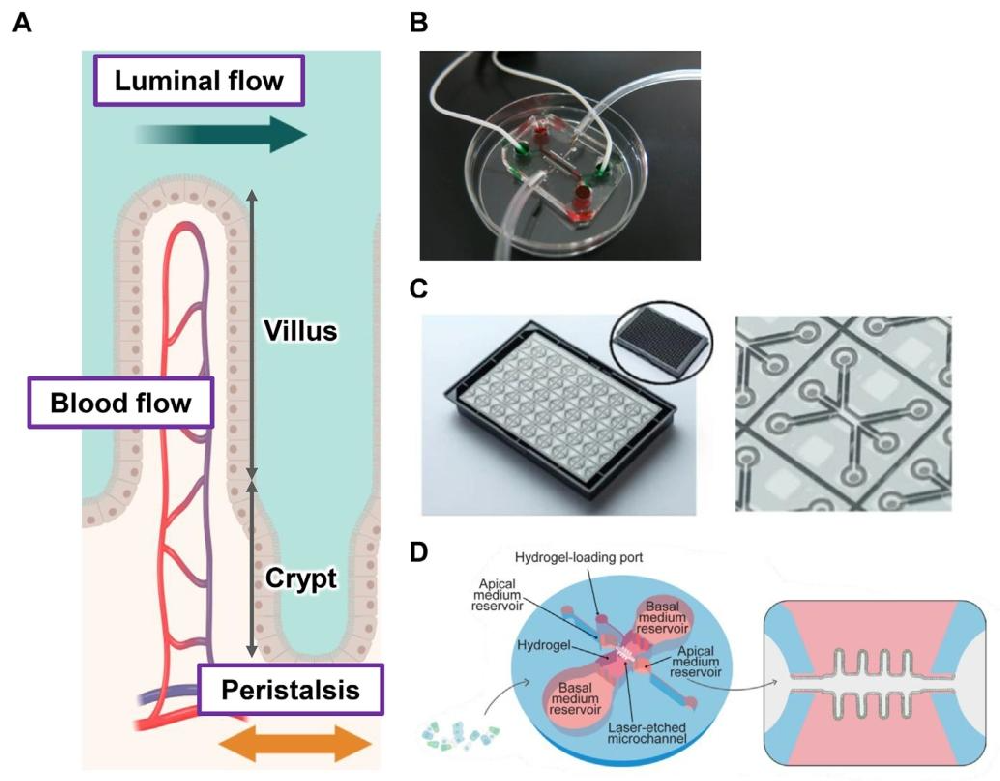 图 1：肠道芯片对机械刺激和肠道拓扑结构的模拟