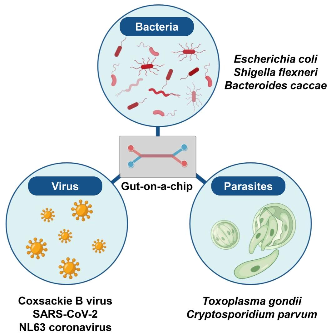图 2：用于研究肠道感染性疾病的肠道芯片