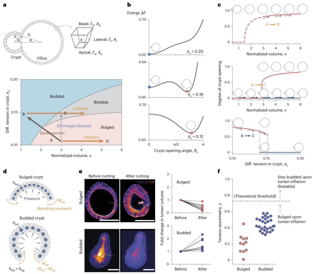 图 2：管腔体积调控的隐窝形态双稳态理论