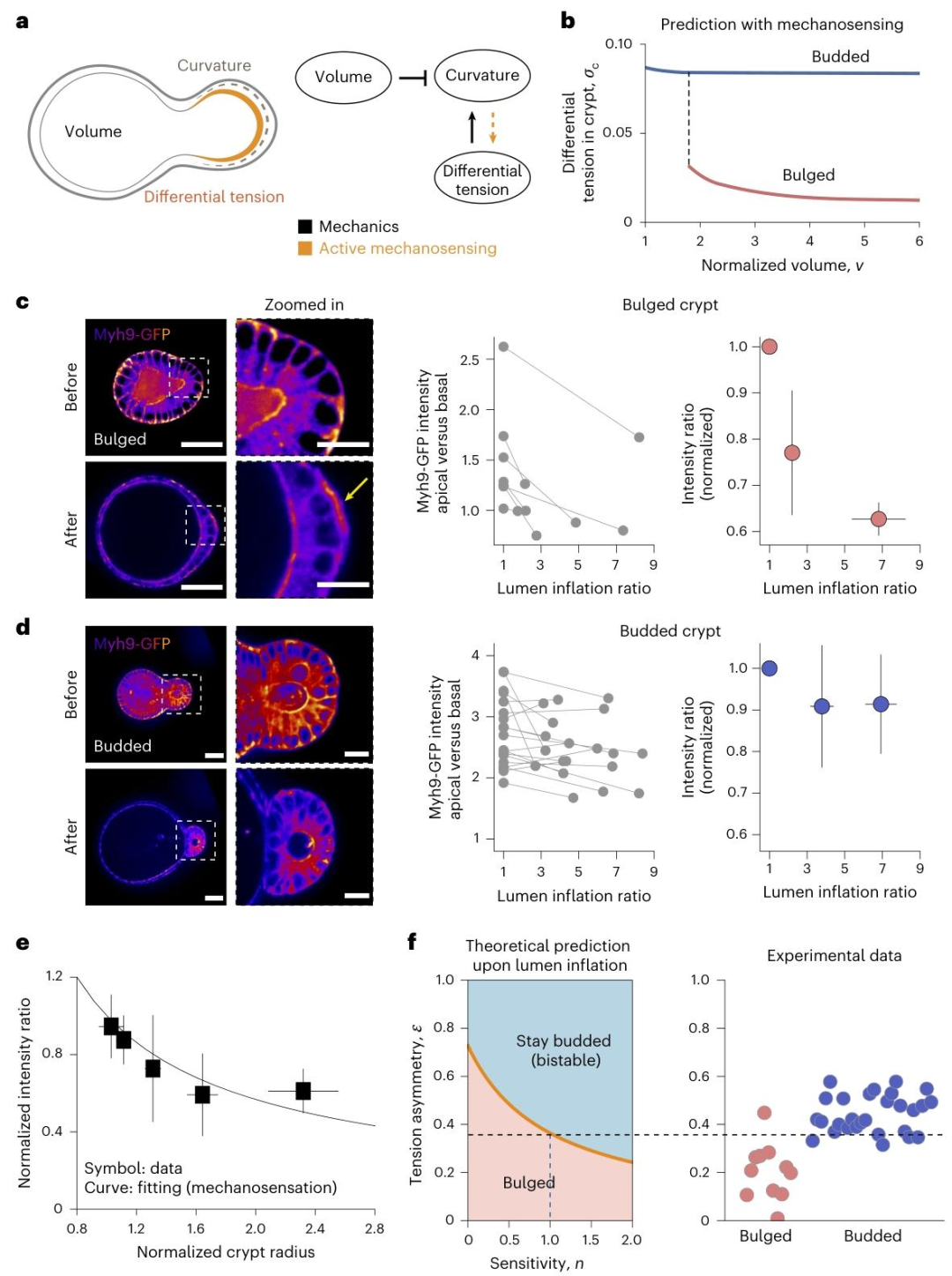 图 3：隐窝细胞的机械敏感性对双稳态的调控