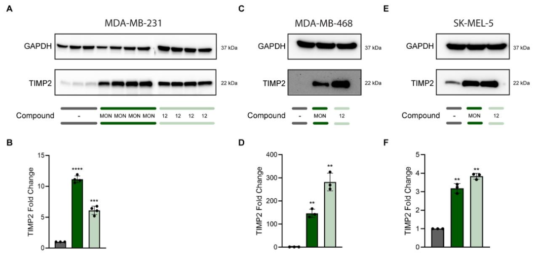 图 7：TIMP2 表达的验证