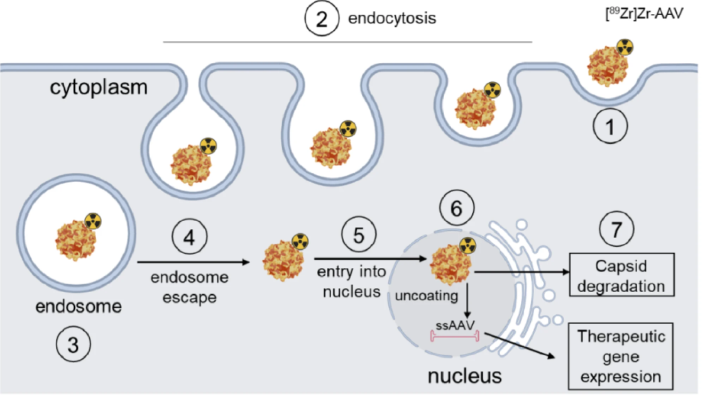 图 1：[89Zr] Zr-AAV 细胞内转运示意图