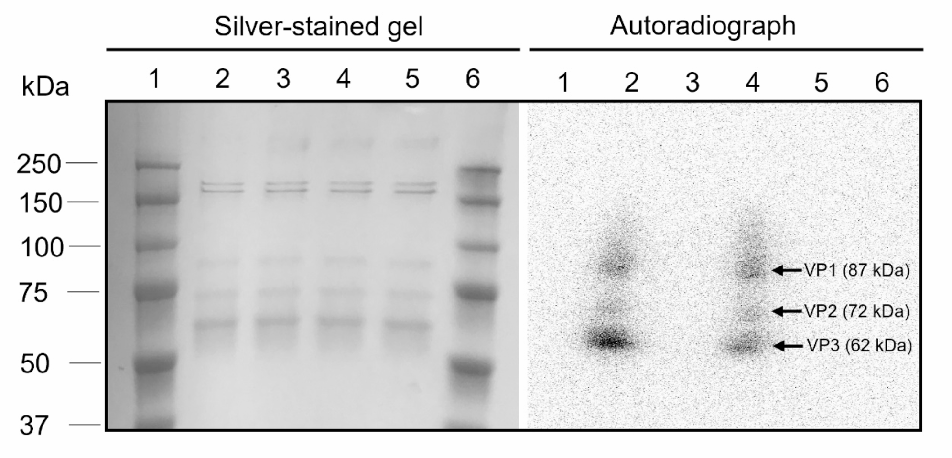 图 2：AAV 标记的 SDS-PAGE 与放射自显影验证