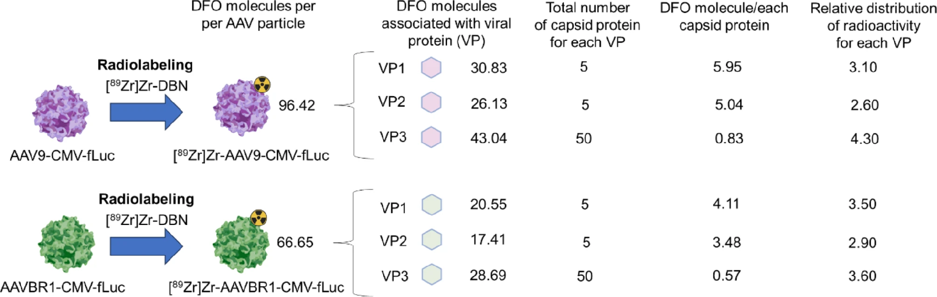 图 3：DFO 分子在 AAV 衣壳上的分布