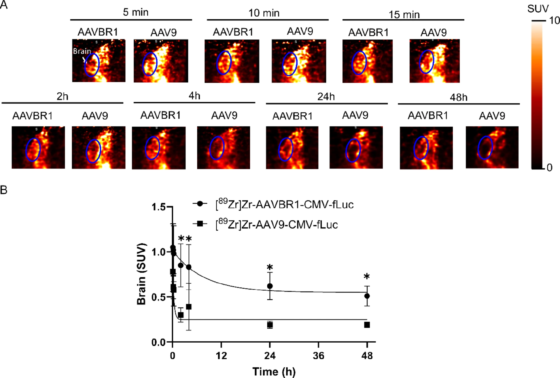图 5：脑内摄取的 PET 成像与定量