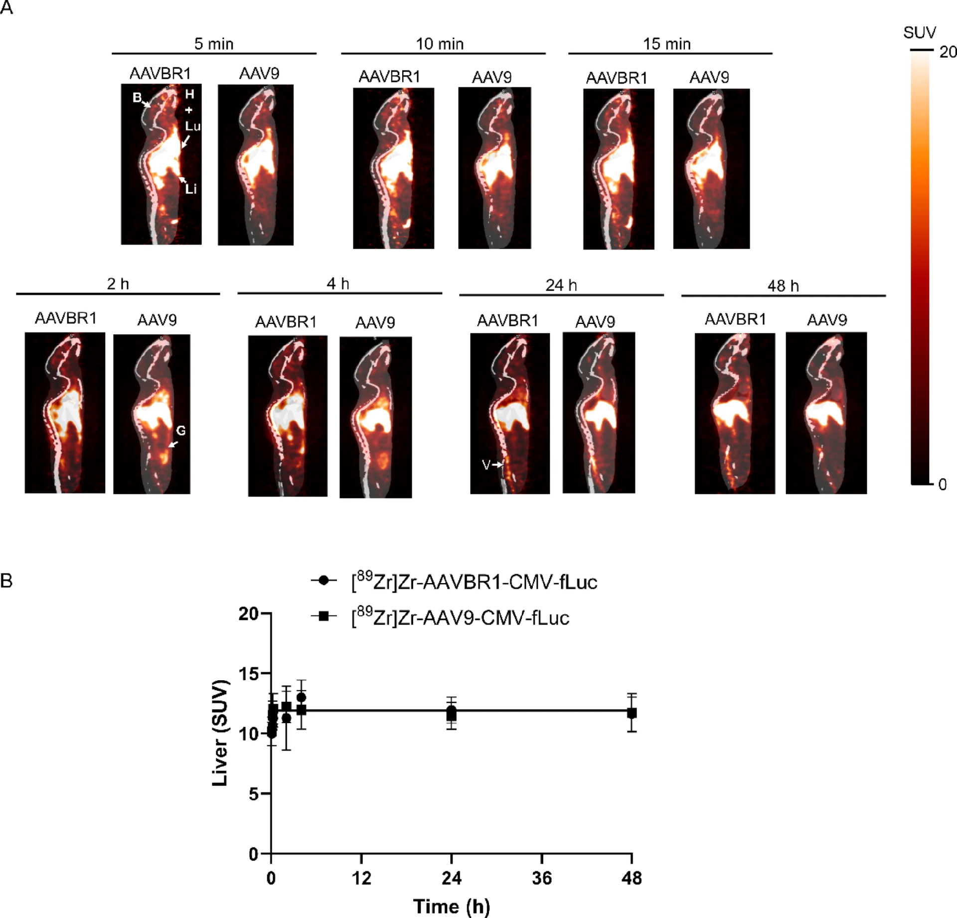 图 6：全身器官分布的 PET 成像