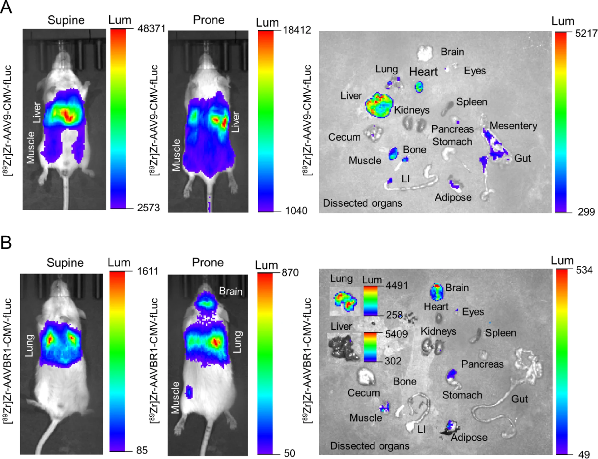 图 8-10：生物发光成像验证感染效率