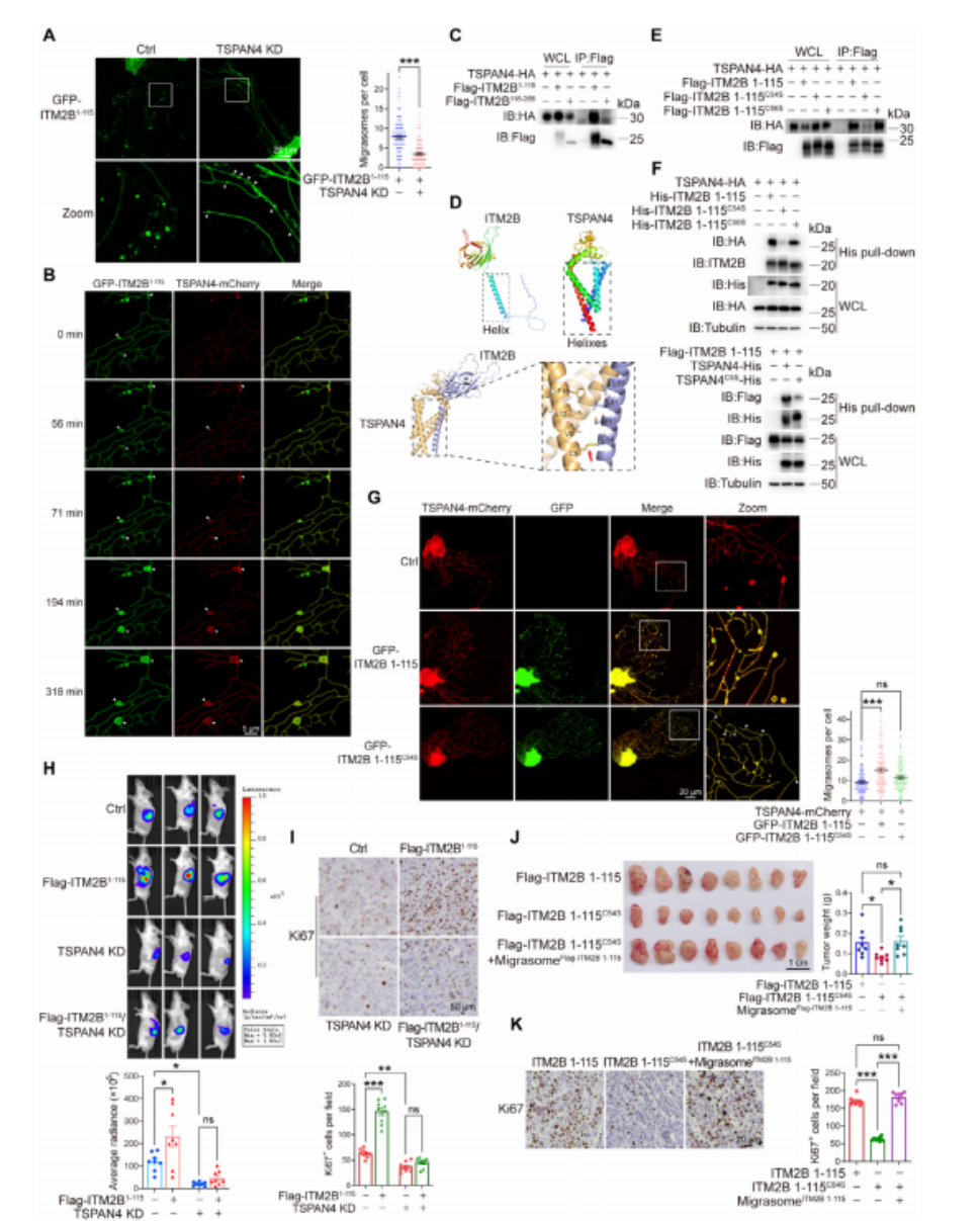 图4. ITM2B截短通过招募TSPAN4促进迁移体形成。