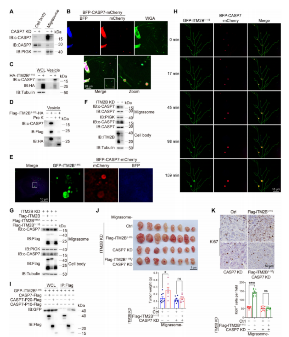 图5. ITM2B截短促进活性Caspase-7的迁移体分泌。
