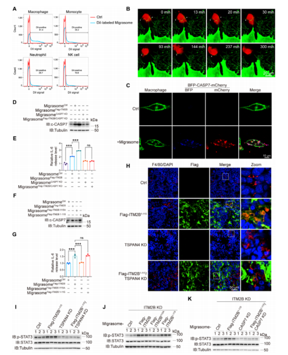 图6. 来自RCC细胞的活性caspase-7促进巨噬细胞分泌IL-6。