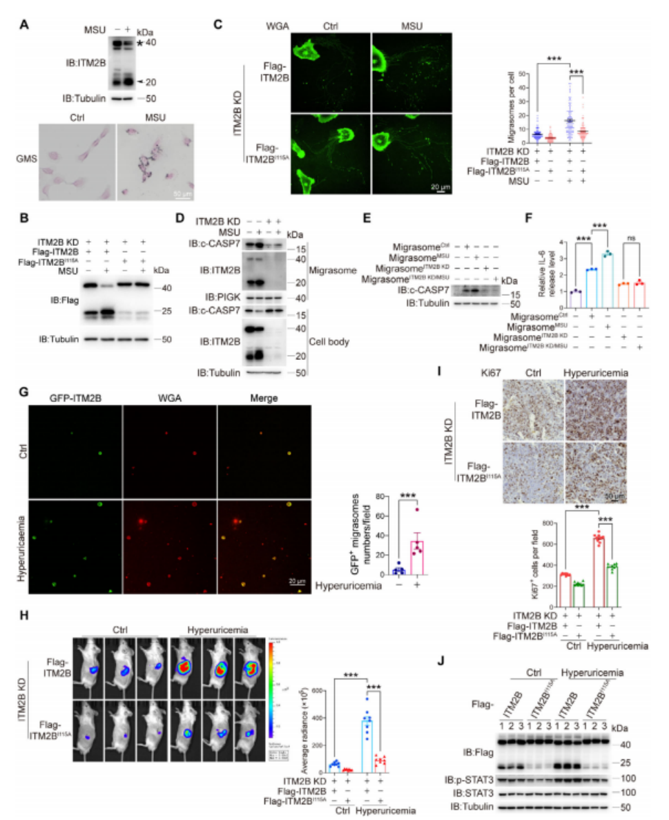 图7. 高尿酸血症促进RCC细胞中ITM2B的切割。