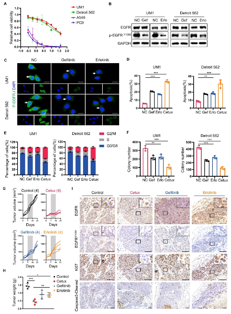 图 1：HNSCC 对 EGFR-TKI 治疗反应差