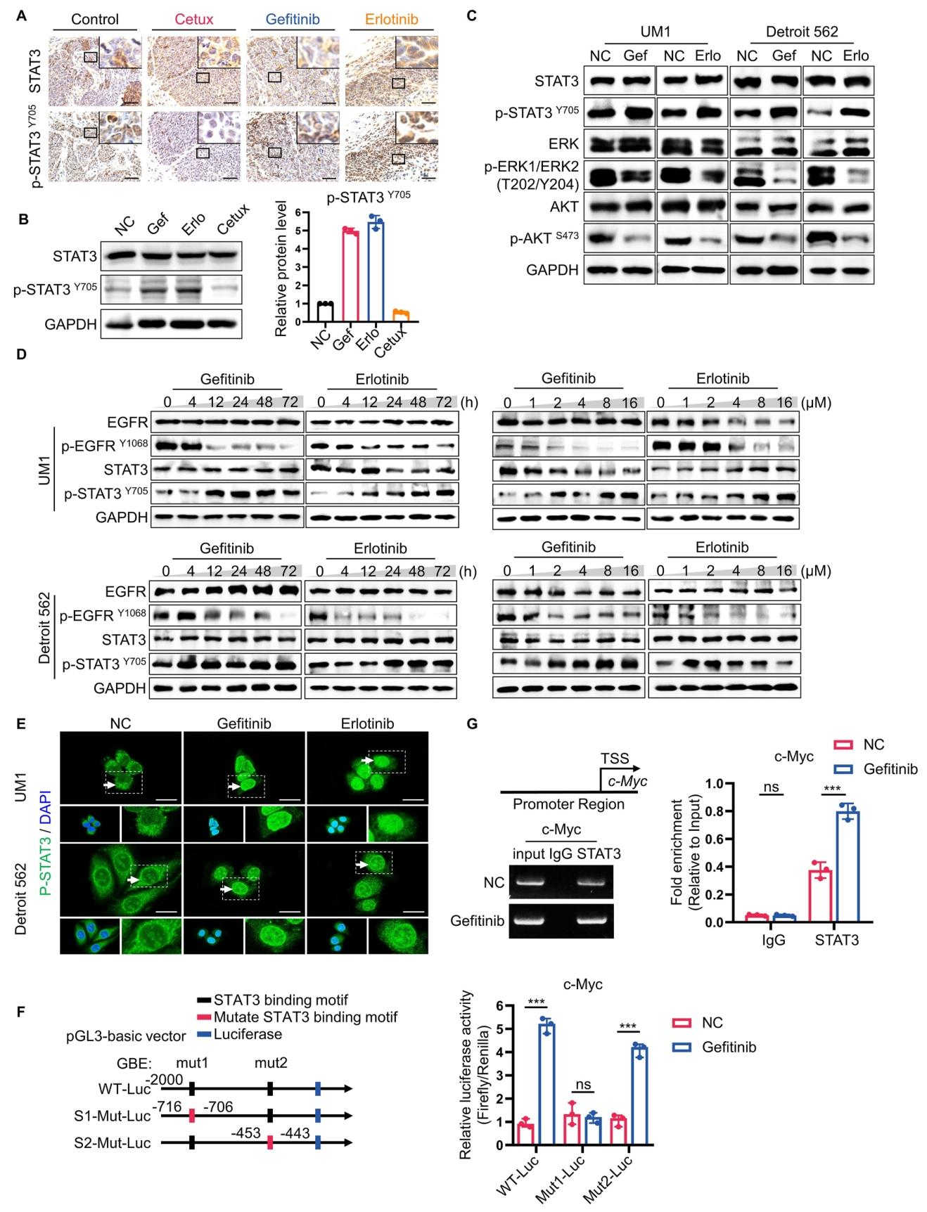 图 2：STAT3 在 EGFR-TKI 耐药 HNSCC 中异常激活