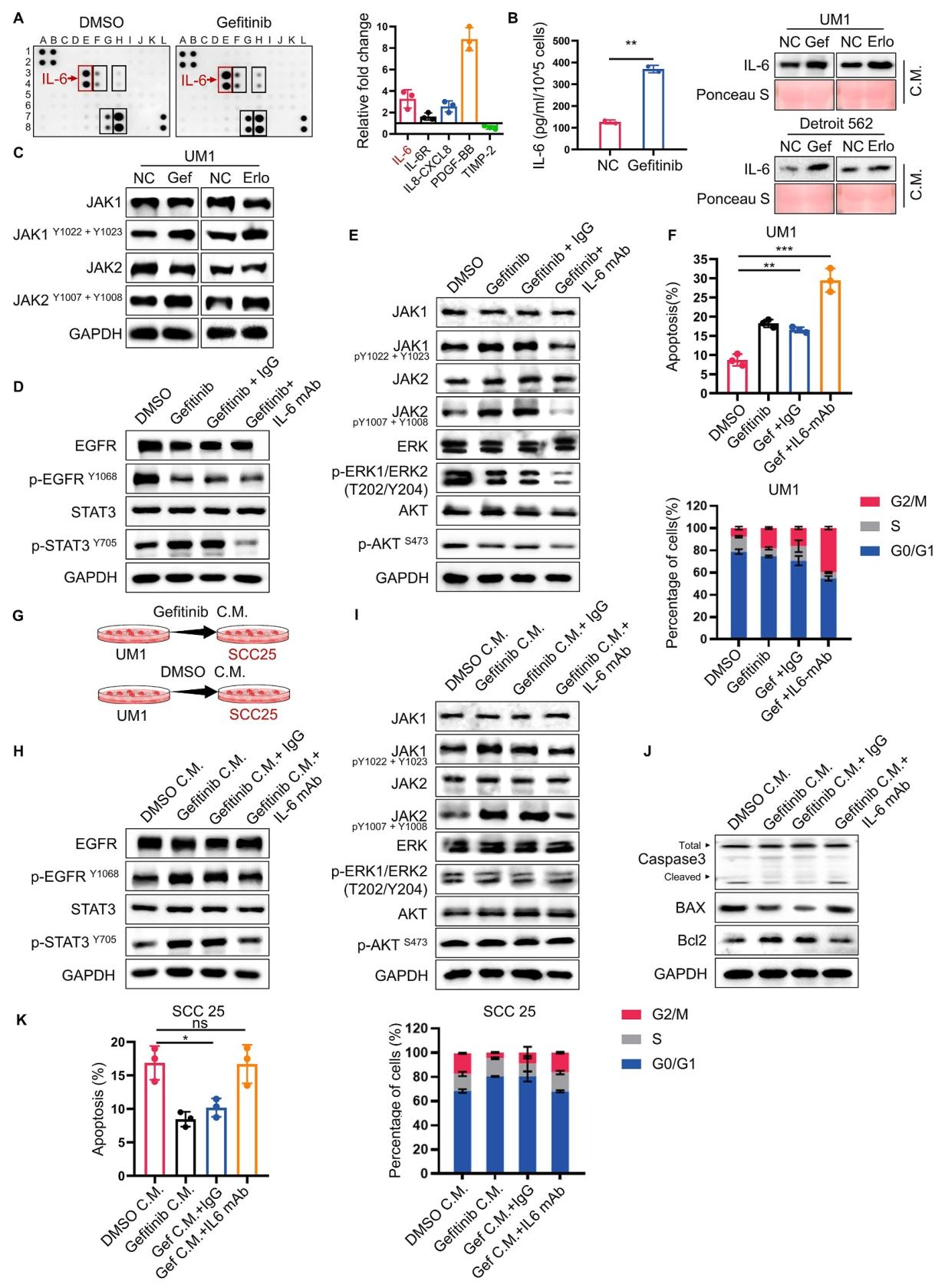 图 4：IL-6 分泌激活 JAK/STAT3 通路介导耐药