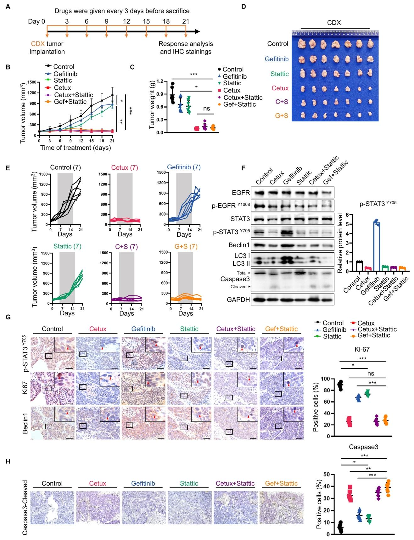 图 7：CDX 模型中联合治疗显著抑瘤