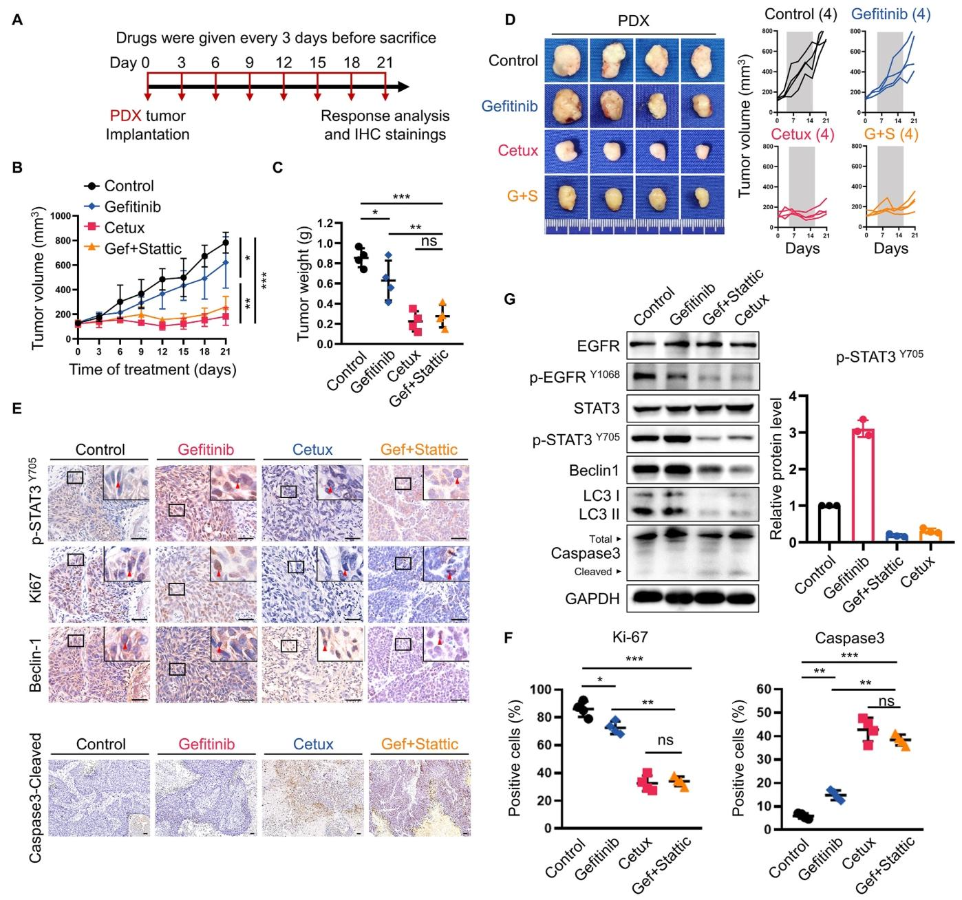 图 8：PDX 模型验证联合治疗的临床潜力