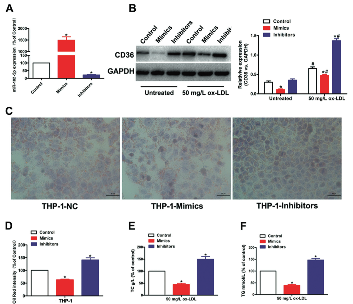 图 2：miR-140-5p 抑制 ox-LDL 诱导的泡沫细胞形成