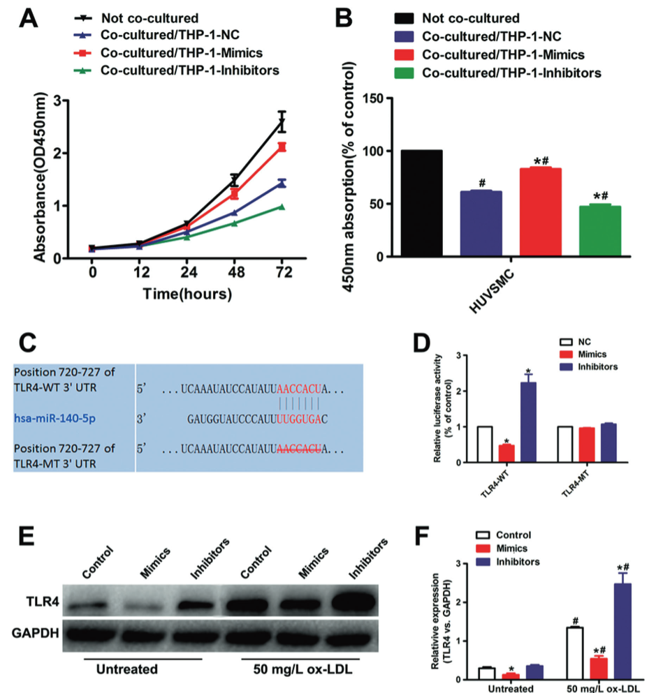 图 4：miR-140-5p 靶向 TLR4 并调控 HUVSMC 增殖
