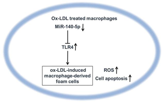 图 5：miR-140-5p 调控 AS 的分子机制示意图