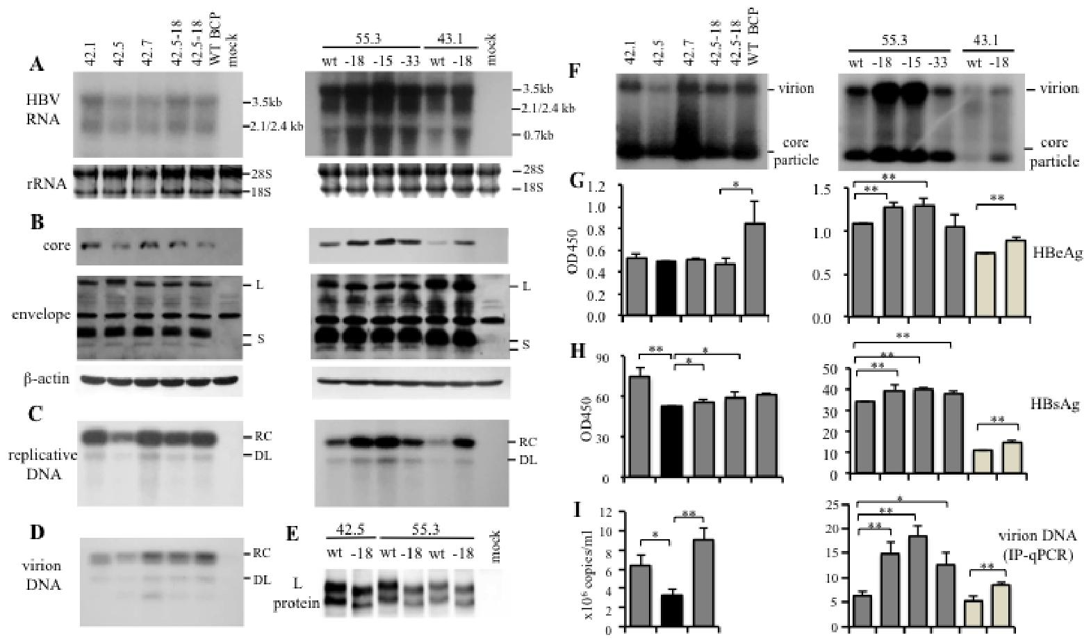 图 3：preS1 缺失促进 HBV 复制和病毒颗粒分泌
