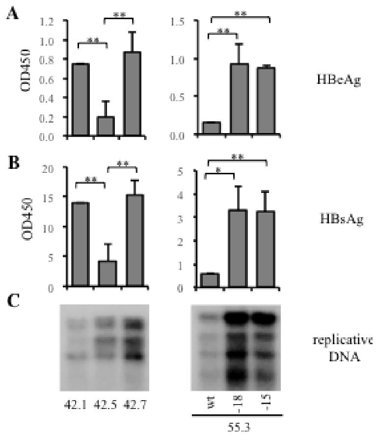 图 4：HepaRG 细胞中缺失突变的感染性增强