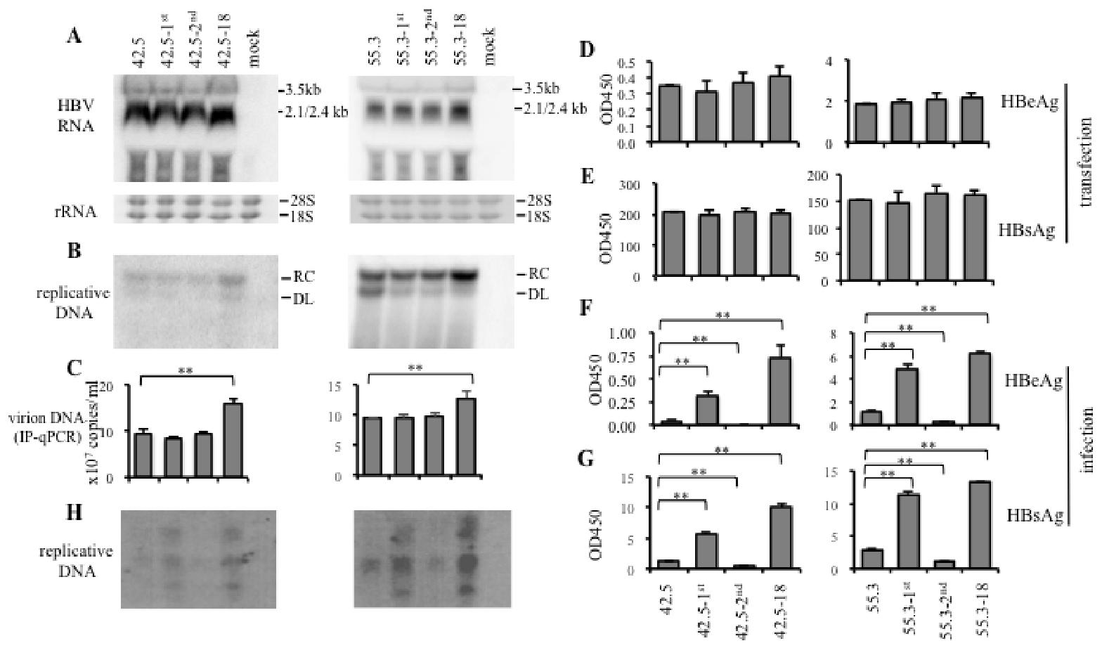 图 6：preS1 区域 ATG 突变对感染性的影响