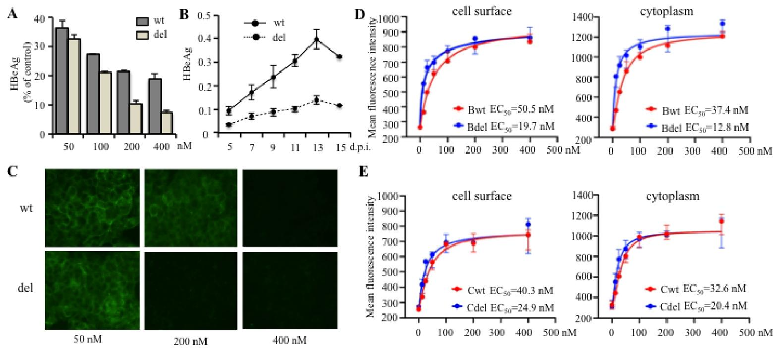 图 7：截断型 preS1 肽增强结合能力和感染抑制作用