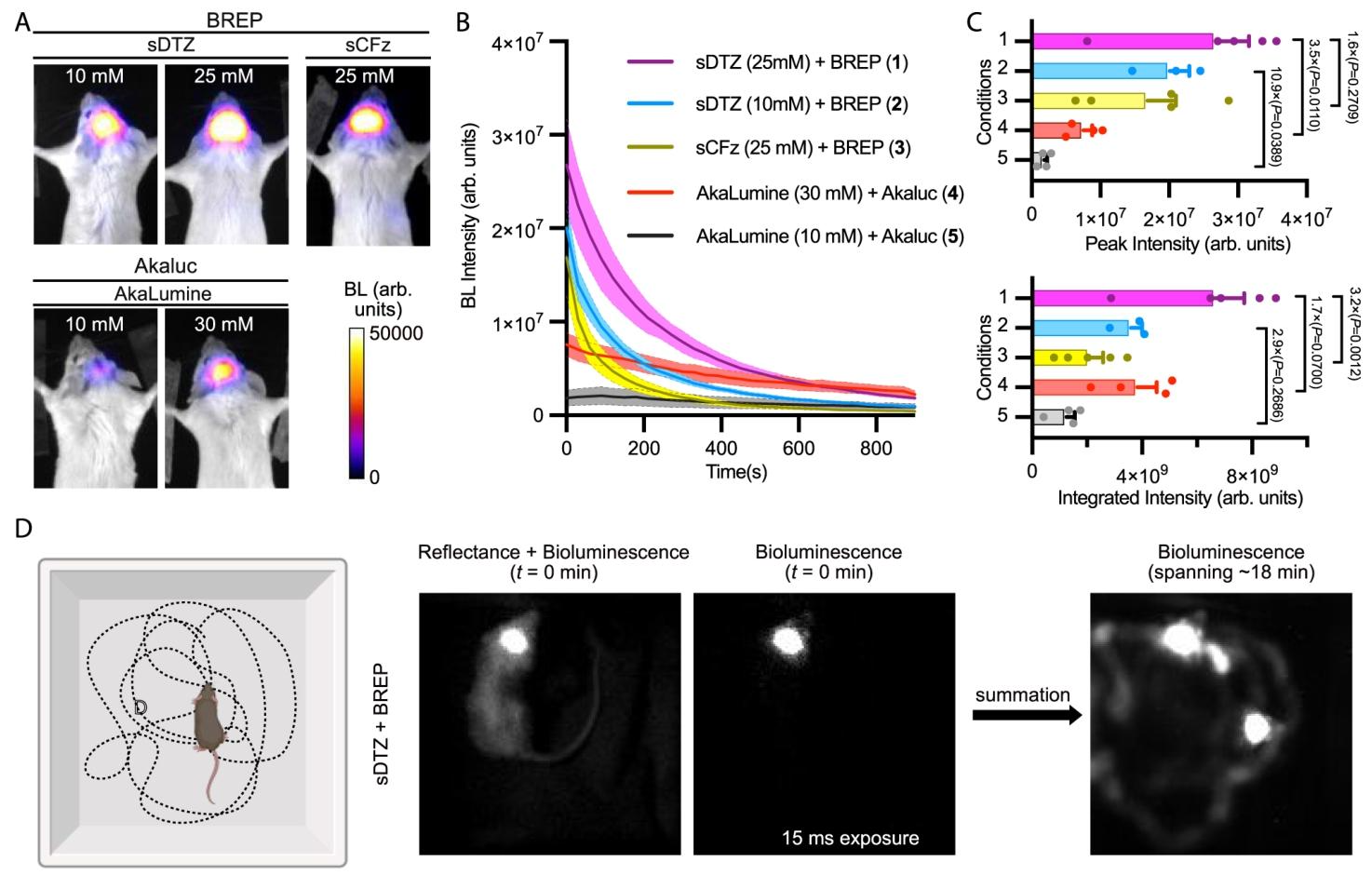 图 4：最优荧光素酶 - 底物组合与高速成像