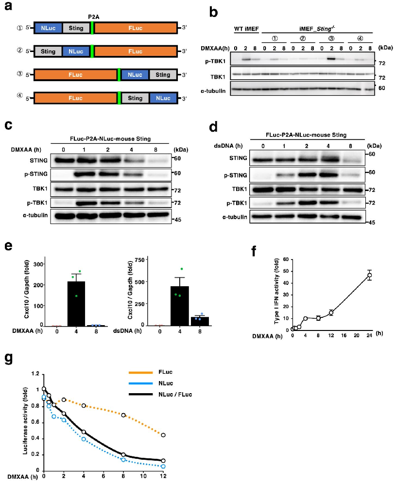 图 1：双荧光素酶报告系统的构建与功能验证