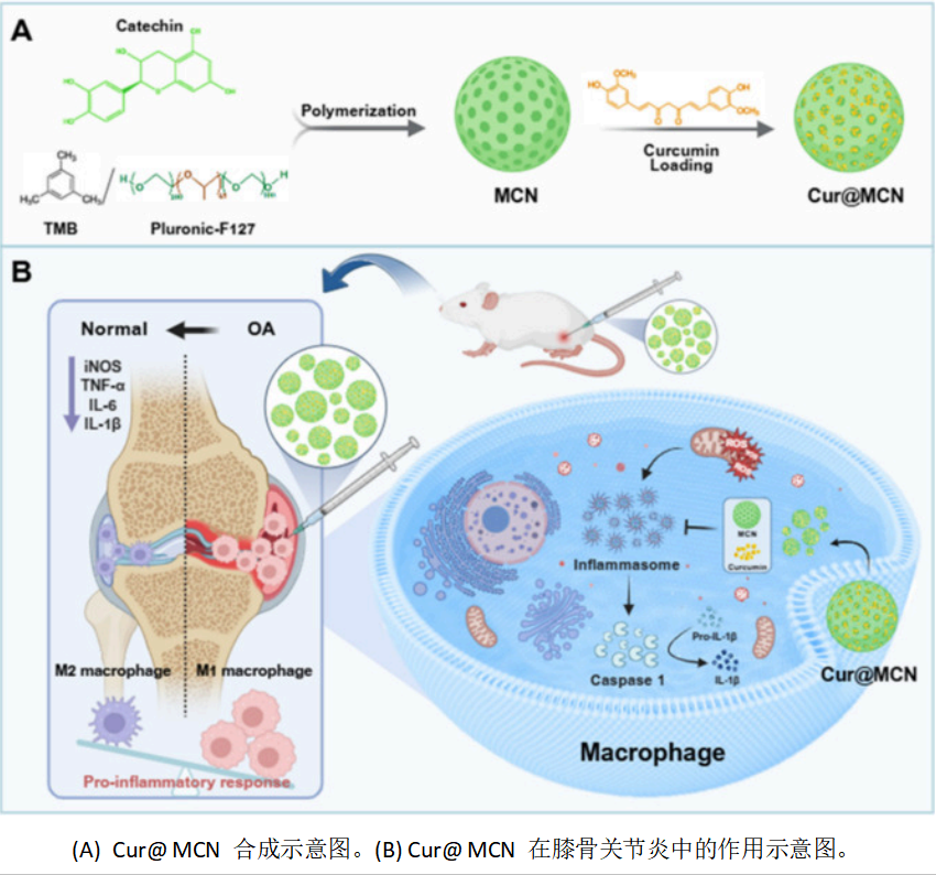 图1. Cur@MCN的制备与表征