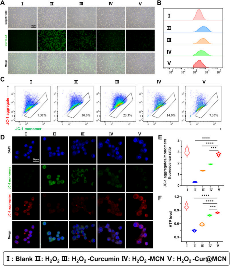 图2. Cur@MCN保护巨噬细胞和软骨细胞免受氧化损伤