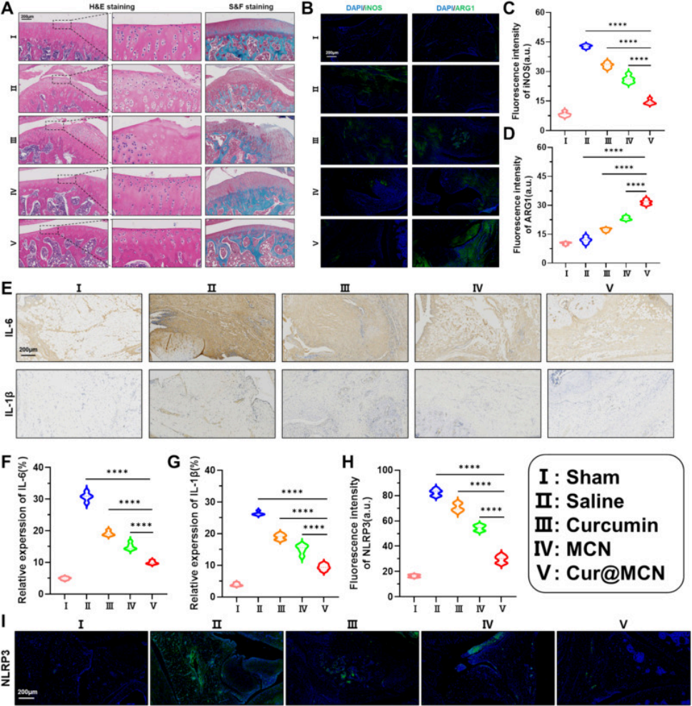 图7. Cur@MCN在体内的作用机制