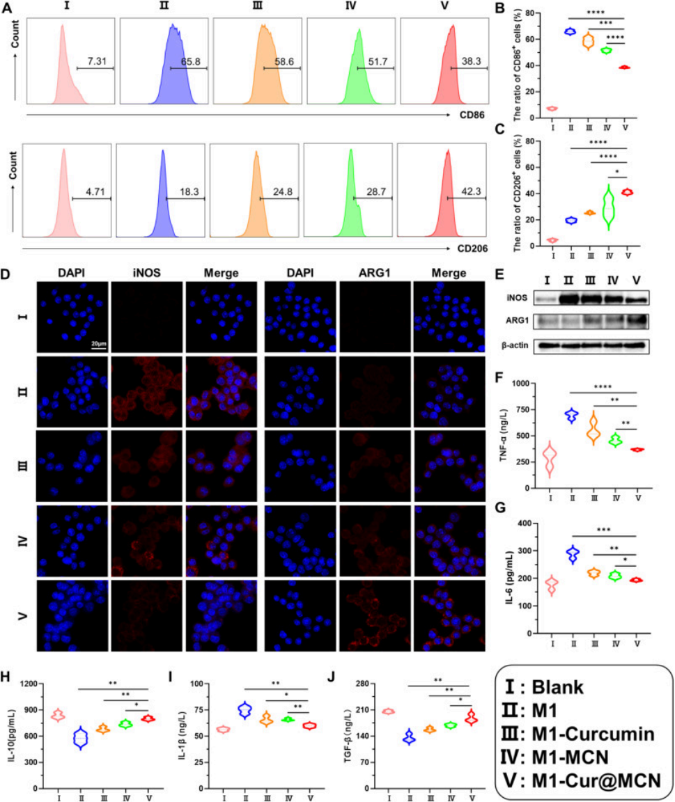 图3. Cur@MCN调控巨噬细胞极化