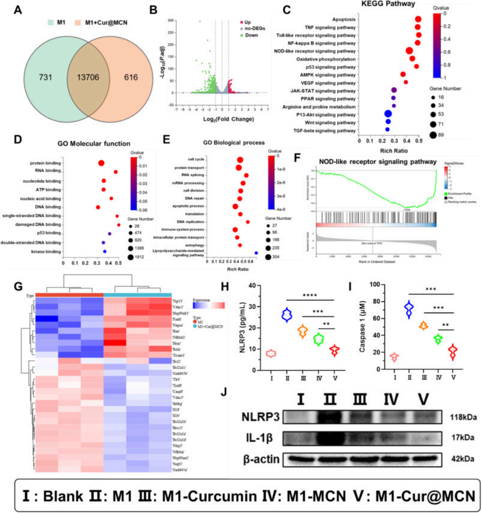 图4. Cur@MCN通过调节NLRP3炎症小体通路减轻炎症