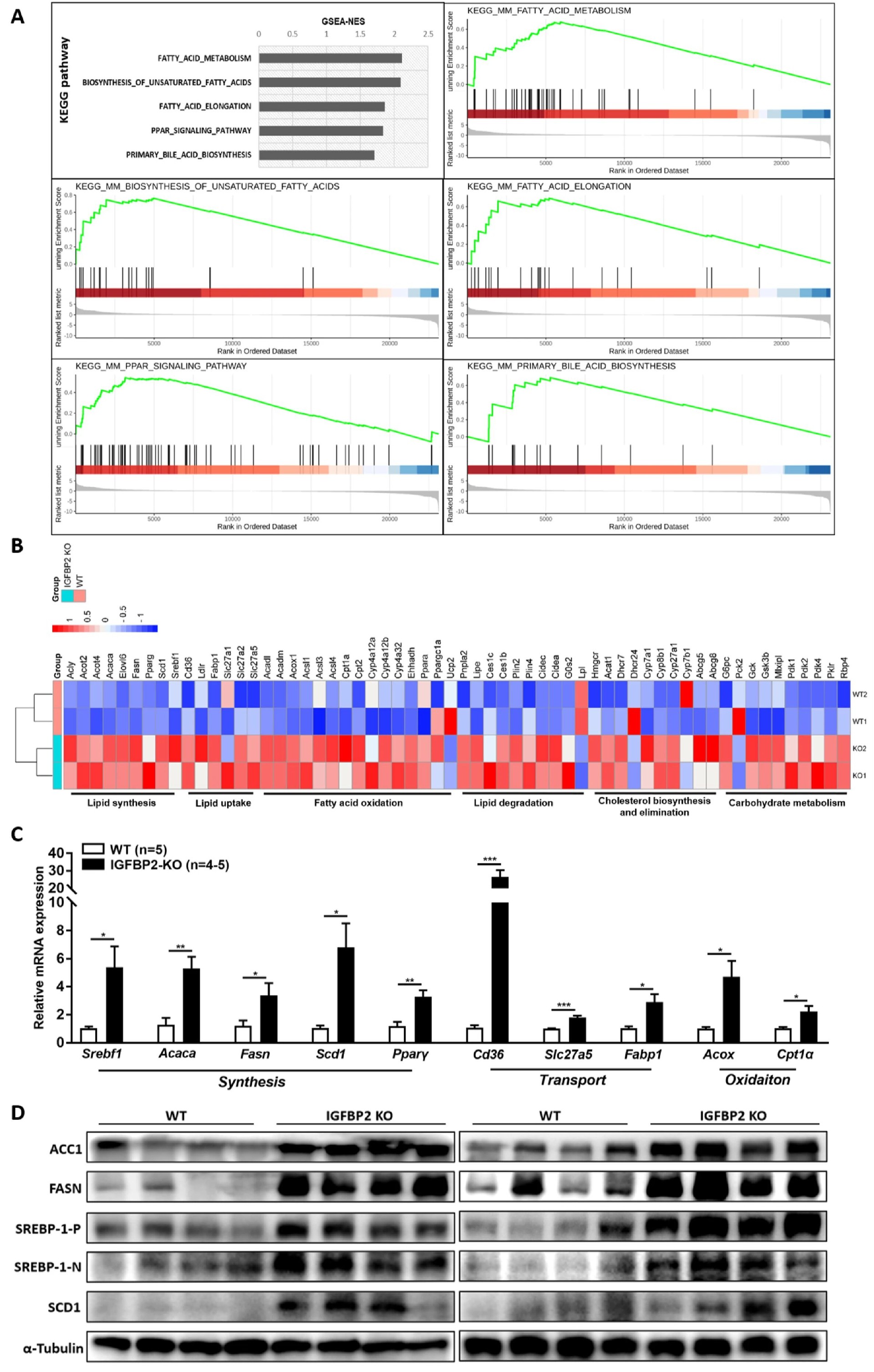 图 3：IGFBP2 缺失激活脂生成基因网络