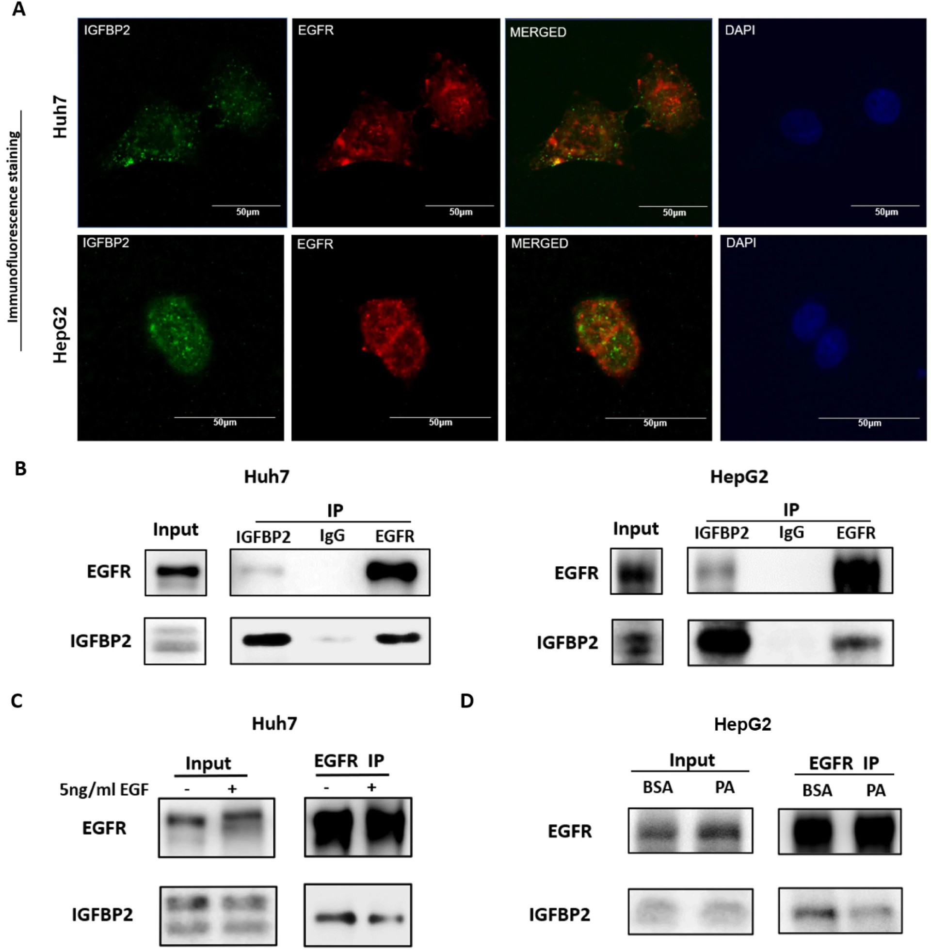 图 5：IGFBP2 与 EGFR 直接相互作用