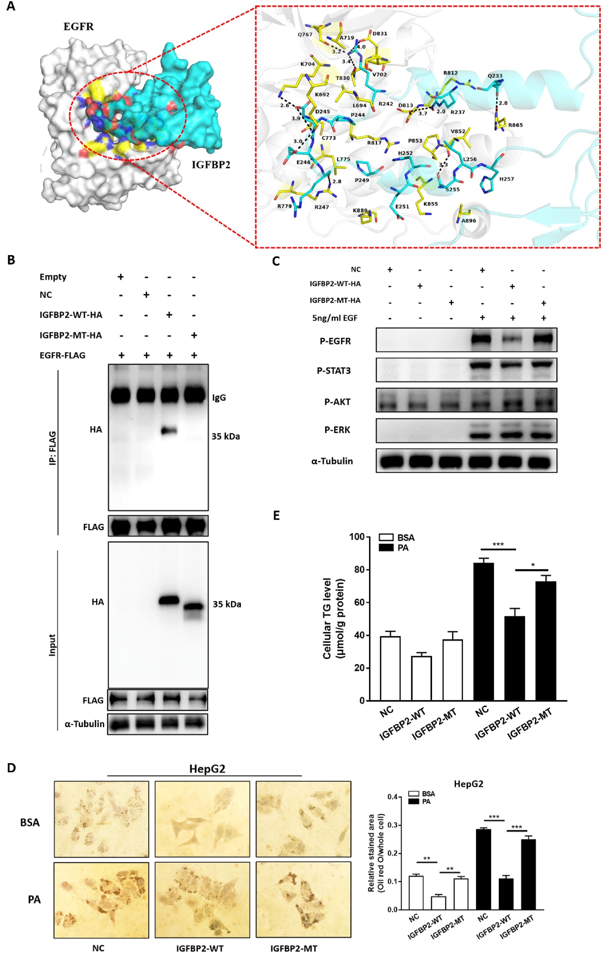 图 7：IGFBP2 的 233-257 氨基酸基序是结合 EGFR 的关键