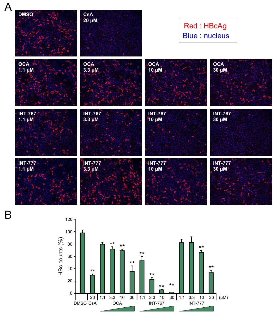 图 3：INT-767 降低 HepG2-hNTCP-C4 细胞中 HBcAg 的表达免疫荧光结果显示