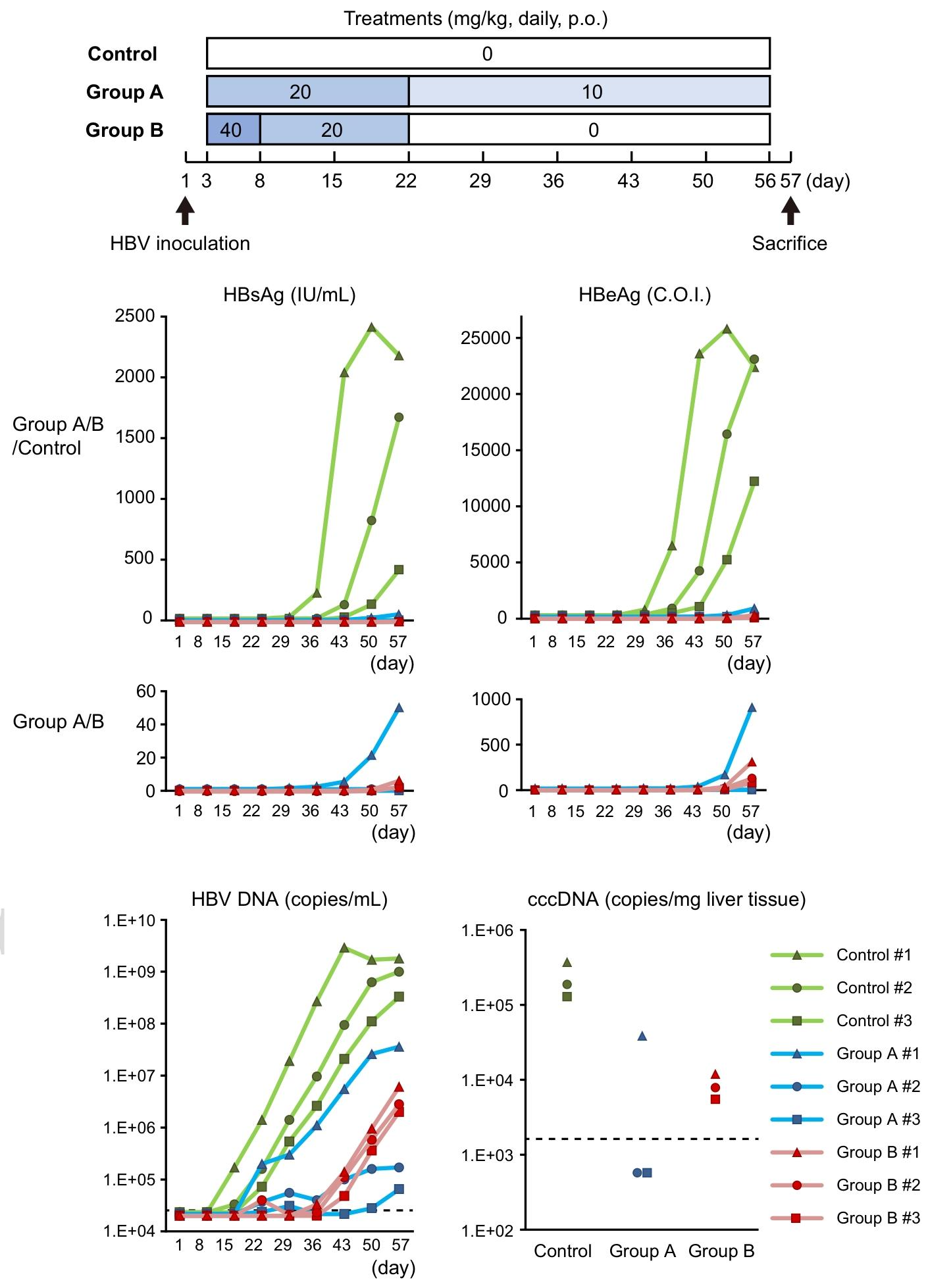 图 4：INT-767 在人源化肝脏嵌合(PXB)小鼠中抑制 HBV 感染对照组