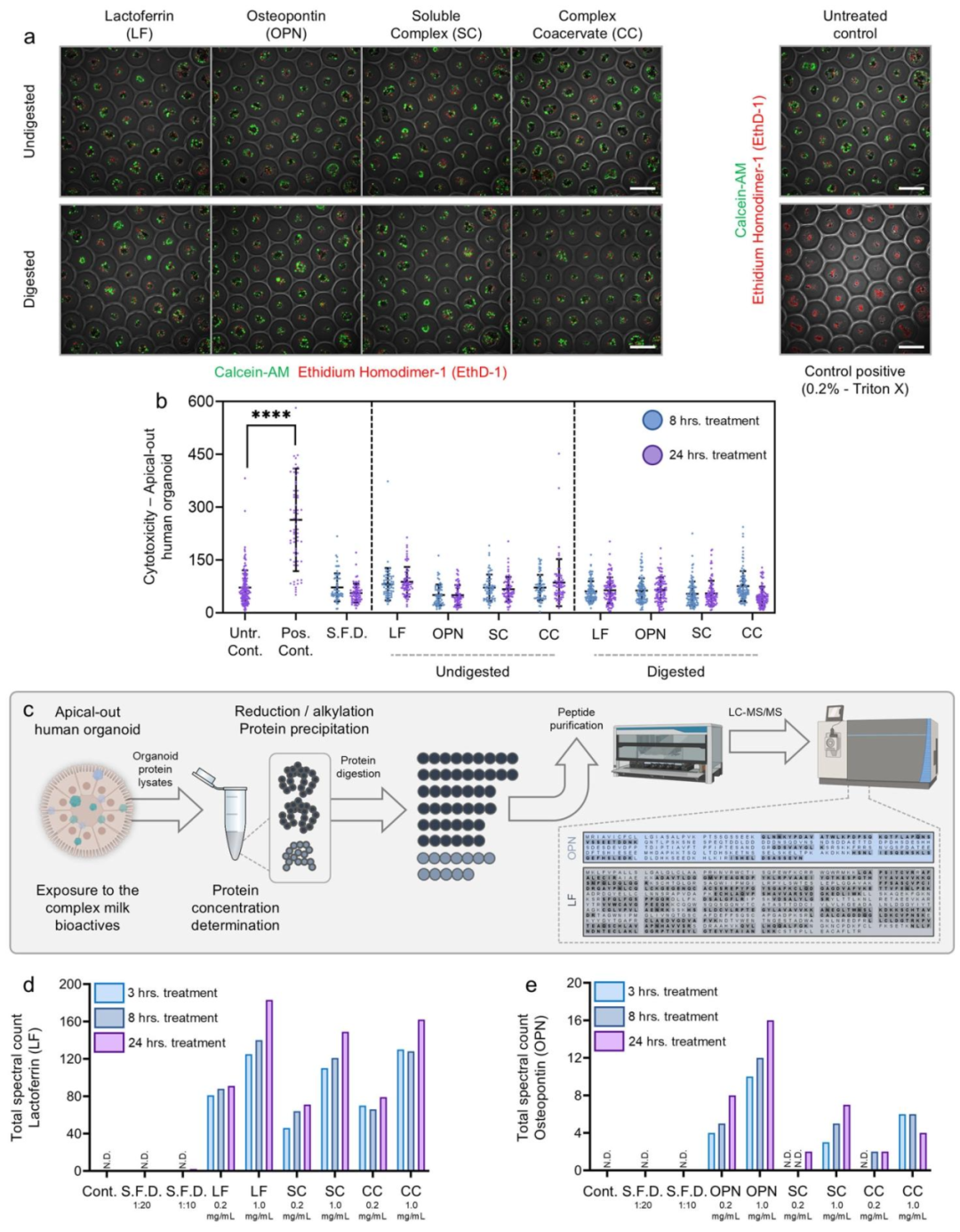 图 2：LF、OPN 及其复合物对类器官活力和摄取的影响