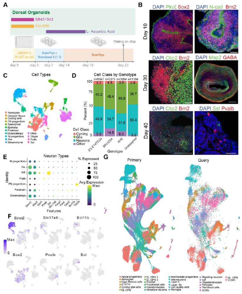 图 1：背侧前脑类器官的优化生成与细胞类型鉴定