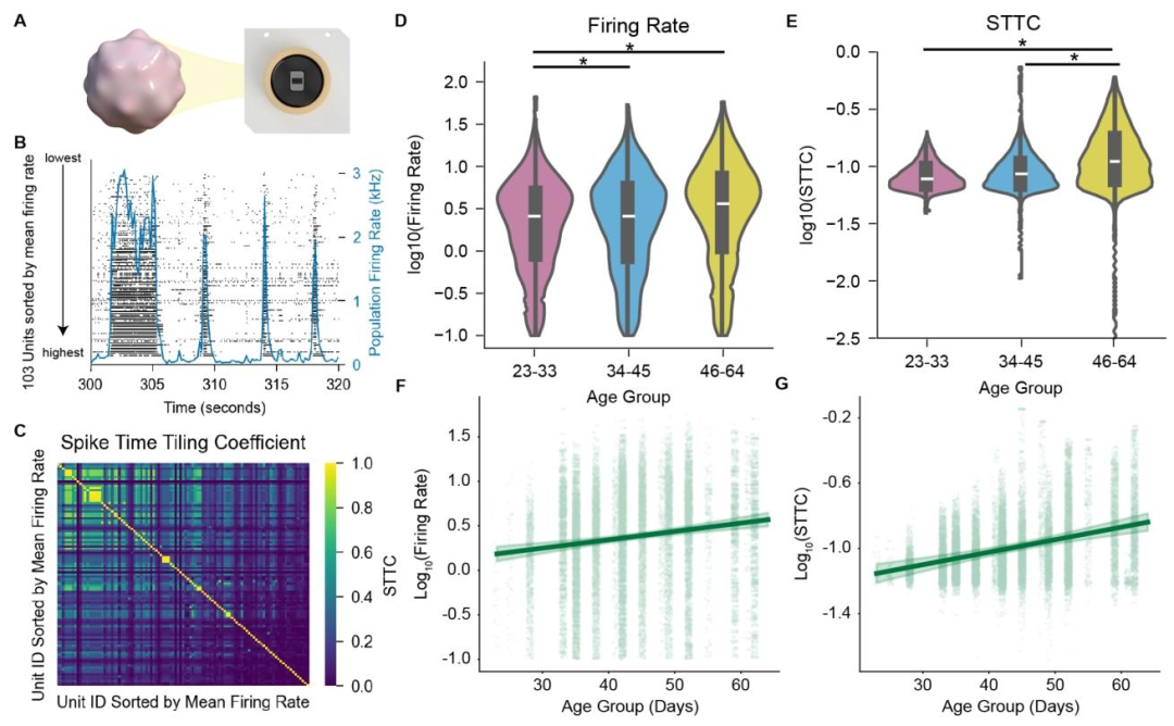图 2：背侧前脑类器官的电生理发育特征