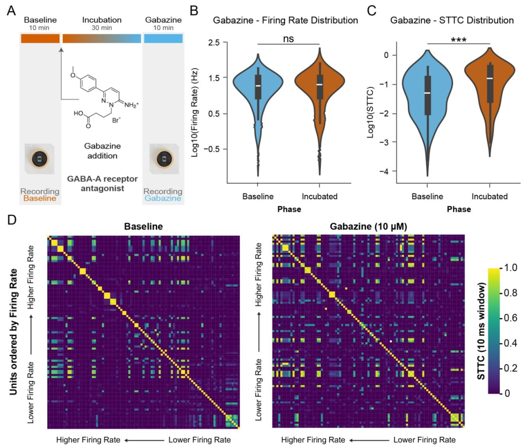 图 3：背侧前脑类器官中兴奋 - 抑制平衡对网络协调的调控