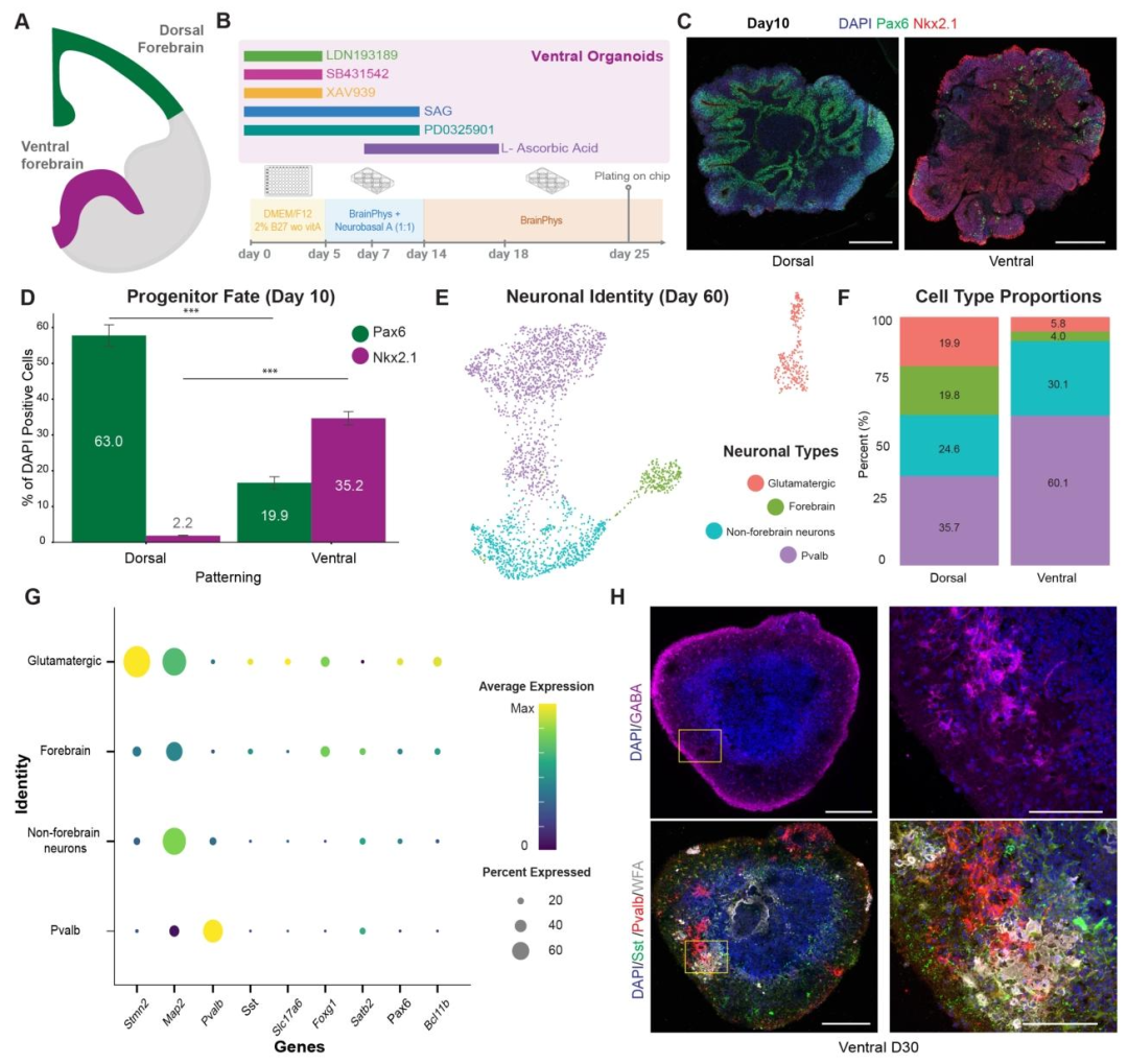 图 4：腹侧前脑类器官的表征与细胞类型特征